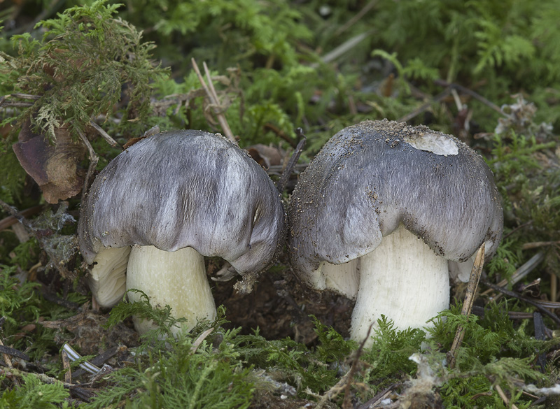 Tricholoma portentosum